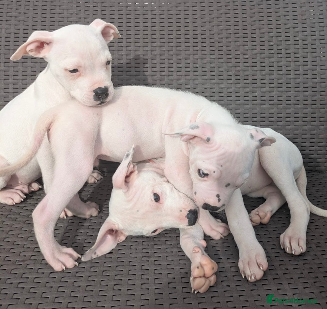 Mixed Breed dogs for sale: Pinky is a gorgeous Ambull x girl  - Image 9