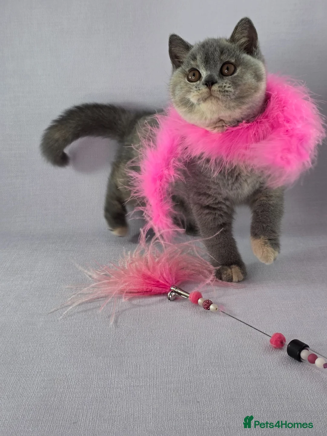 British Shorthair cats for sale: CHAMPION SIRED GCCF REG BSH FEMALE KITTENS - Advert 2