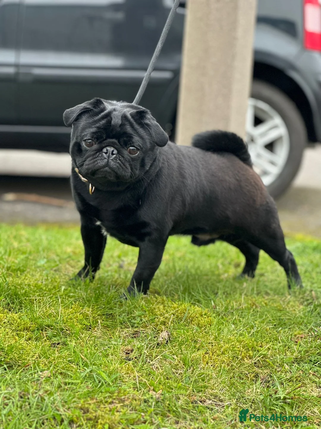 Pug dogs for stud: Health tested Boy in Tamworth - Advert 2