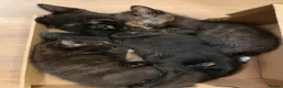 Mixed Breed cats for sale: Gorgeous mixed kittens - Advert 16