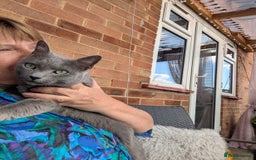 Russian Blue cats for sale: Affectionate Adult Male Cat for Sale - Image 10