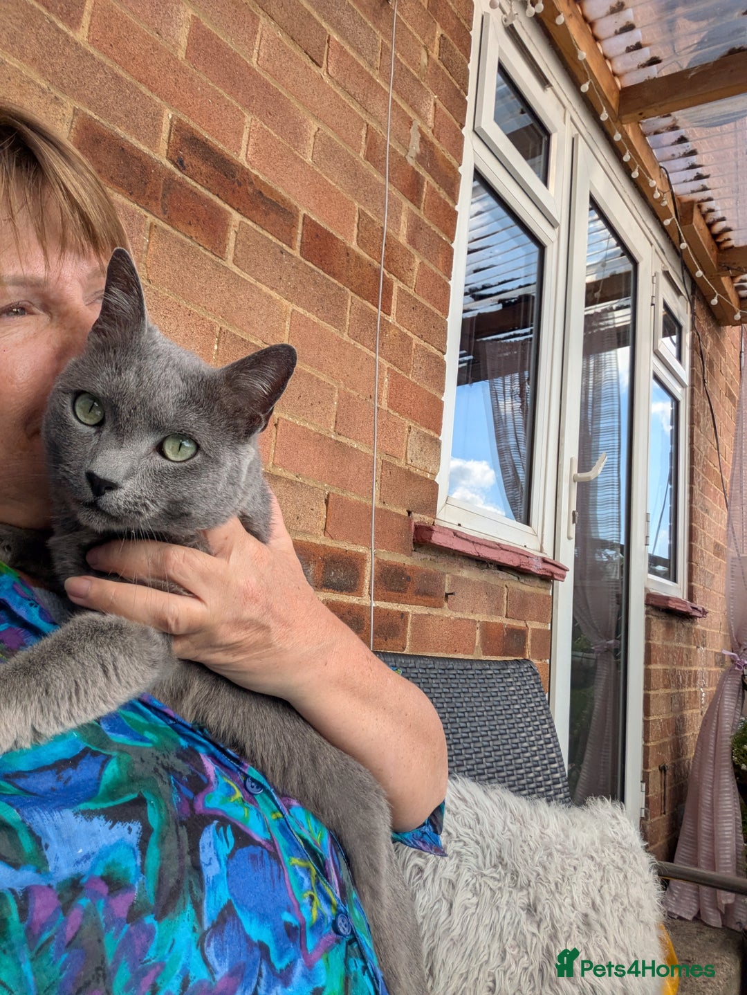 Russian Blue cats for sale: Affectionate Adult Male Cat for Sale - Image 10