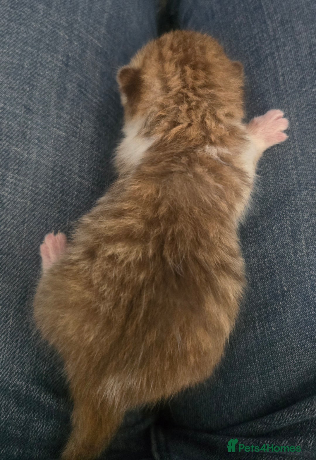 British Shorthair cats for sale: TICA reg British shorthair and longhair kittens - Image 3