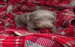 Miniature Dachshund dogs for sale: Stunning Minature Dachshund Babies - Image 4