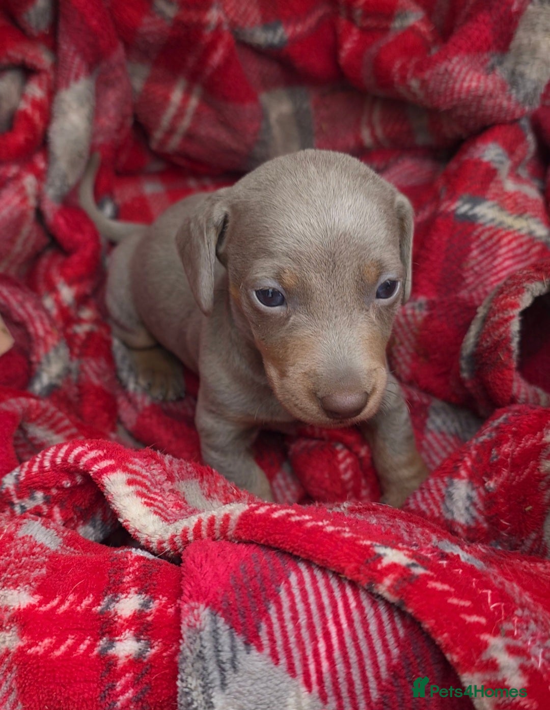 Miniature Dachshund dogs for sale: Stunning Minature Dachshund Babies - Image 4