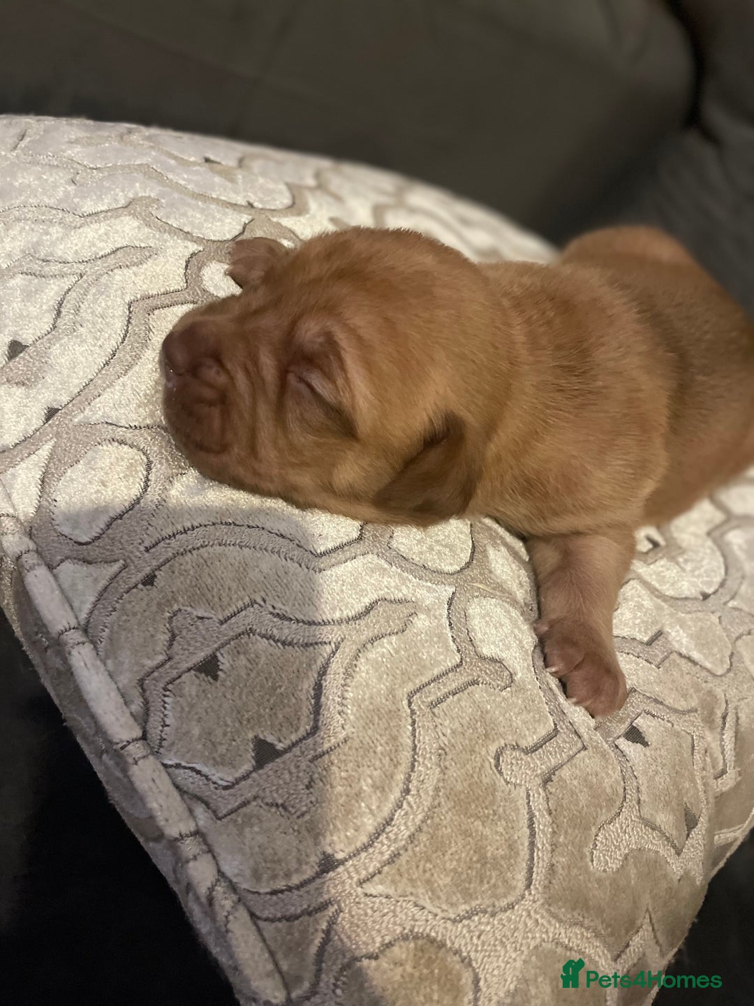 Dogue De Bordeaux dogs for sale: 3 beautiful dogue de bordeaux puppies for sale - Advert 8