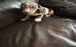 Miniature Dachshund dogs for sale: Dachshund puppies boys and girls ready now - Image 28