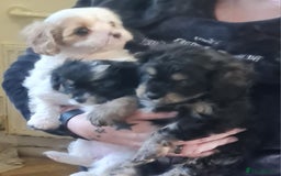 Cavapoo dogs for sale: 3 stunning cavapoo female puppies - Image 5