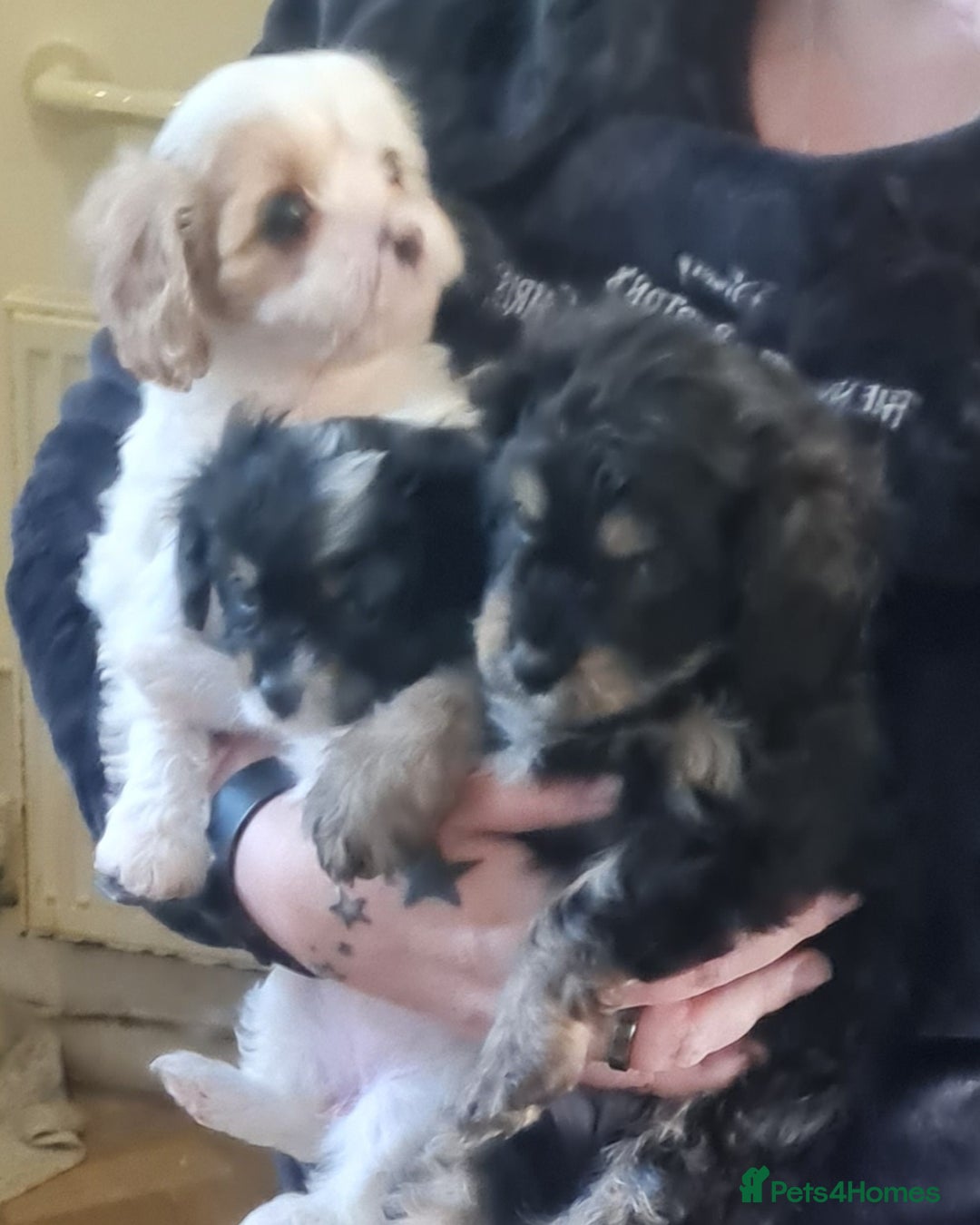 Cavapoo dogs for sale: 3 stunning cavapoo female puppies - Image 5