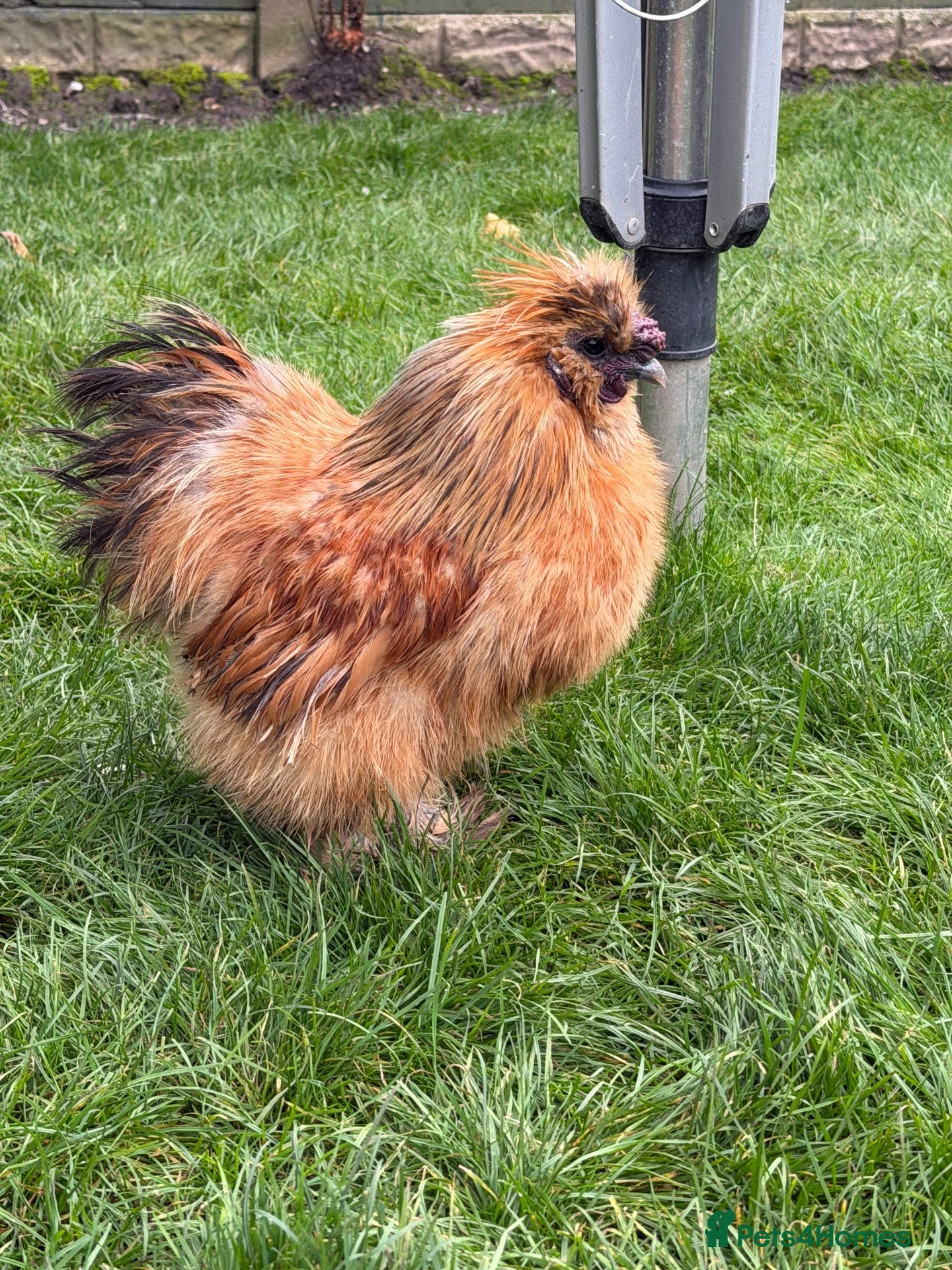 Chickens poultry Silkie Cockrel  - Advert 1