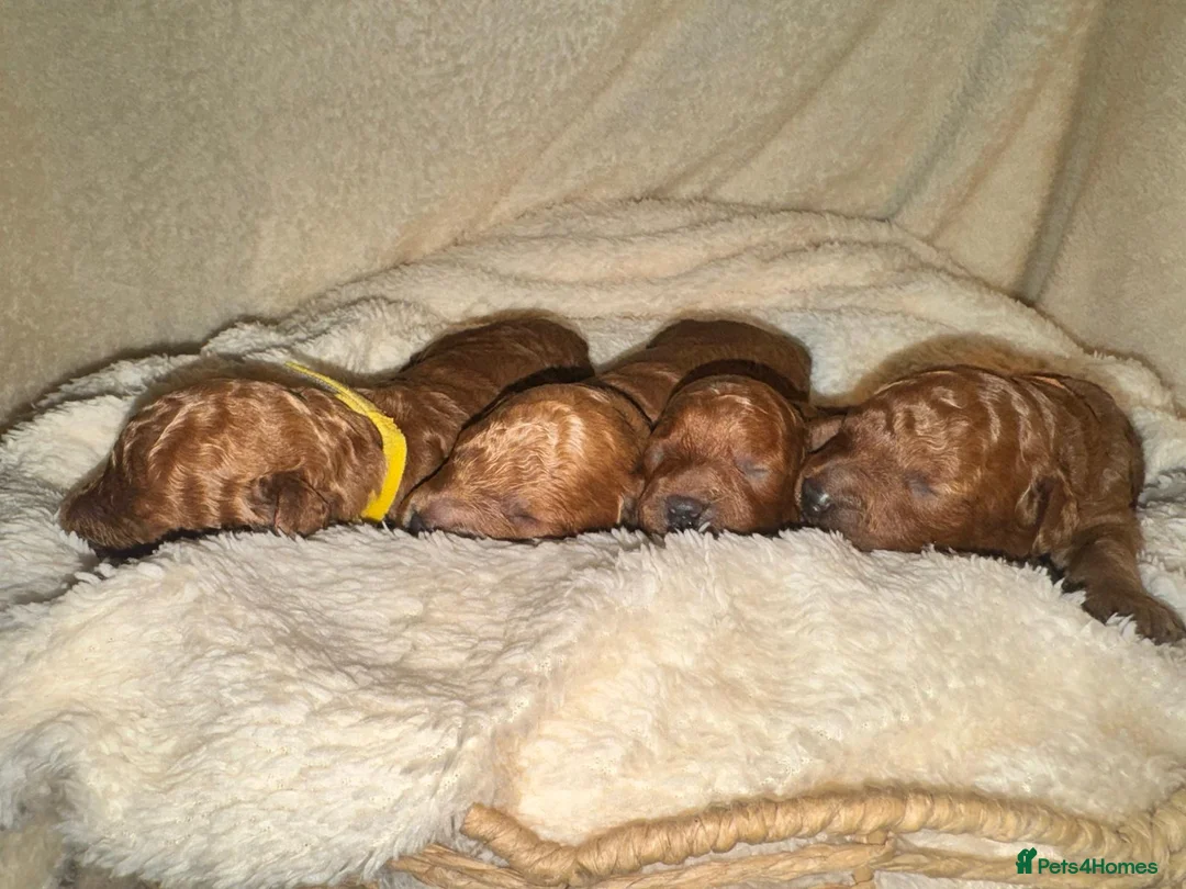 Toy Poodle dogs for sale: Beautiful Red Toy Poodles For Sale - Advert 7