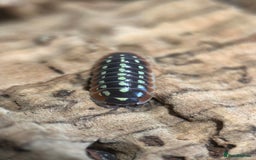 Mixed Breed invertebrates for sale: Isopods, Millipedes & Springtails - Image 12