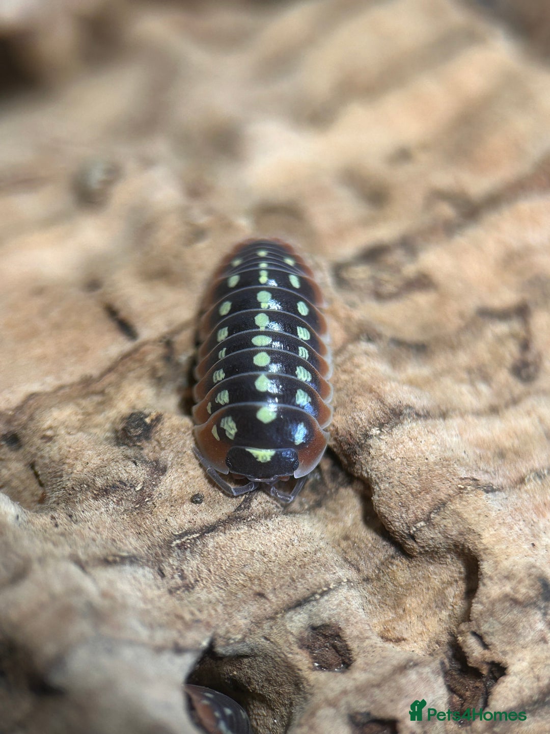Mixed Breed invertebrates for sale: Isopods, Millipedes & Springtails - Image 12