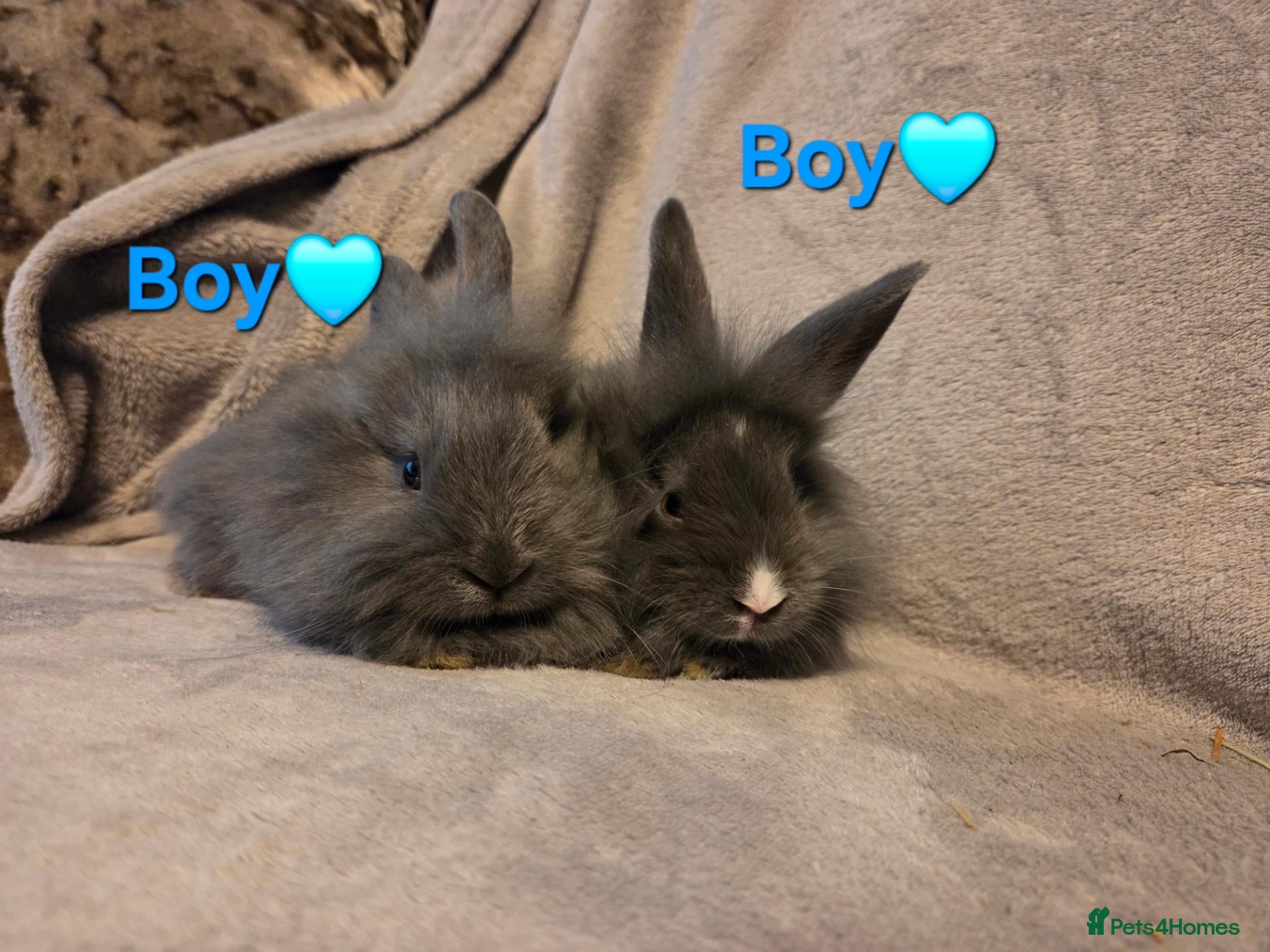 Lionhead rabbits Very tame 8wk boys🩵🩵lion head baby bunnies  - Advert 2