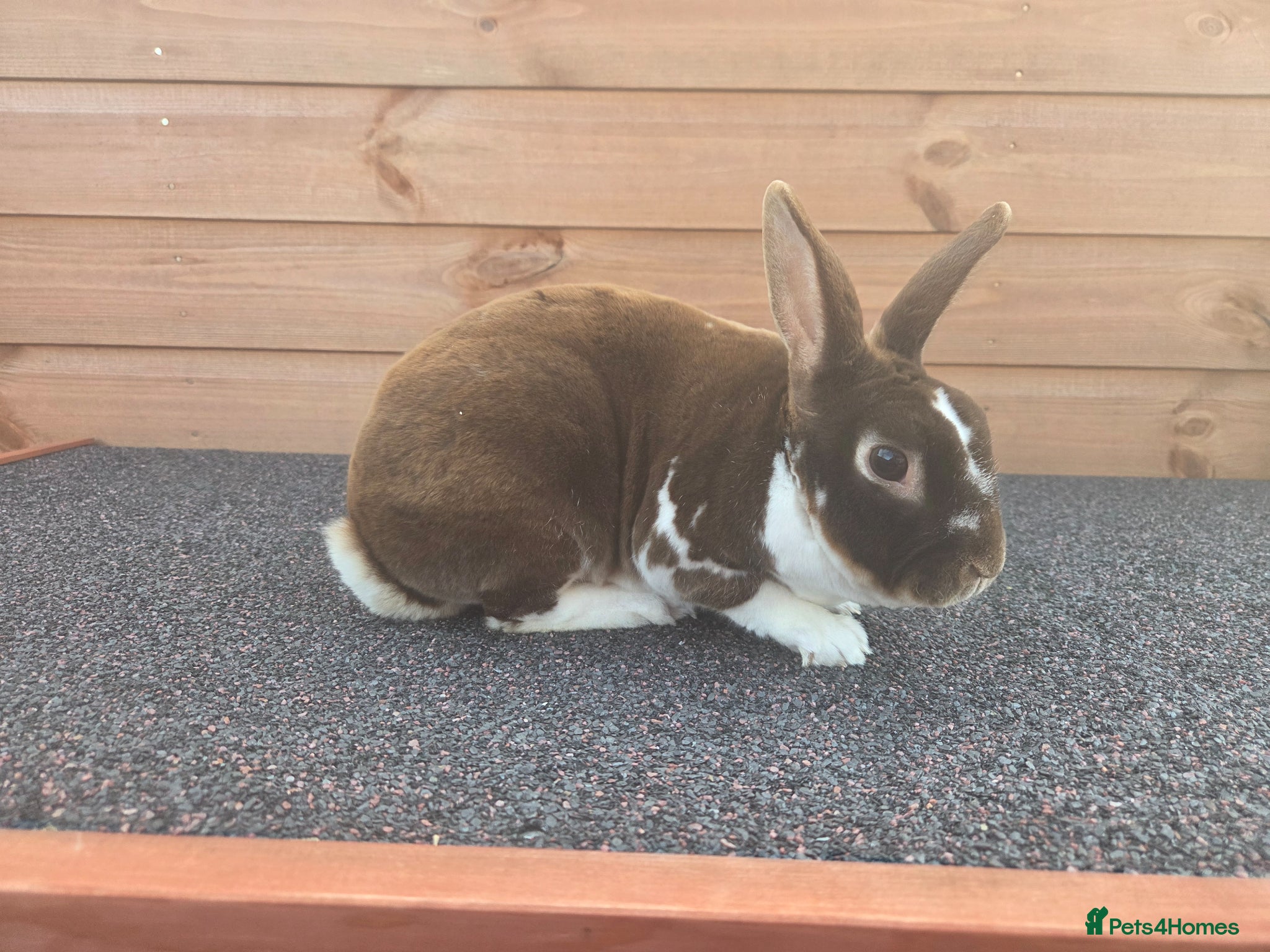 Rex rabbits Bruno looking for new home - Advert 3