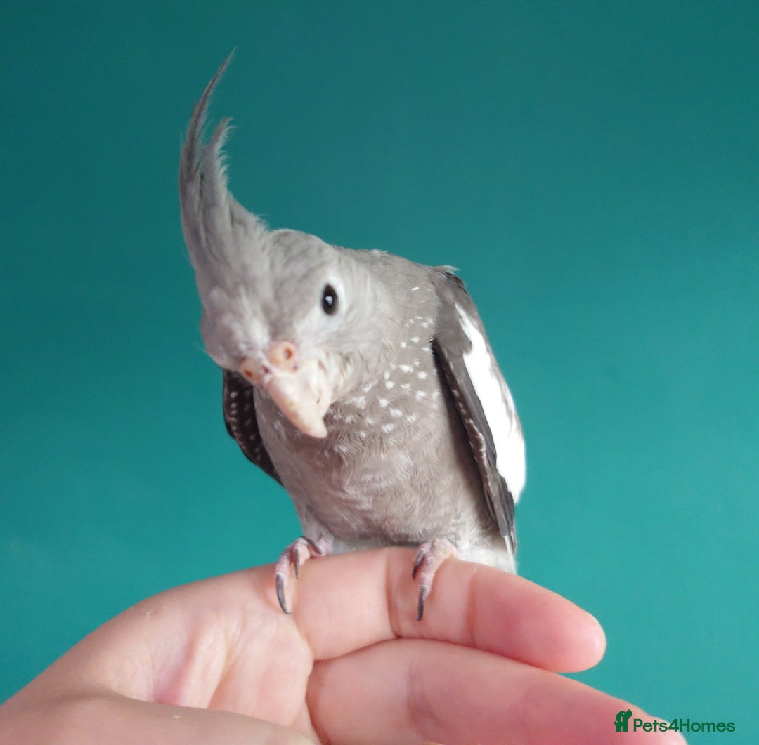 Cockatiels birds for sale: Hand reared semi tame DNA sexed baby cockatiel  in Worthing - Image 13