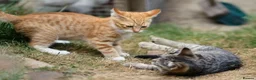 Mixed Breed cats for sale: Little darlings looking for loving homes - Advert 9