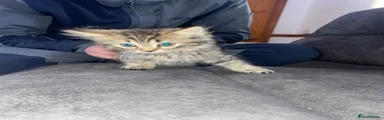 Mixed Breed Kitten 1 ( Boy)