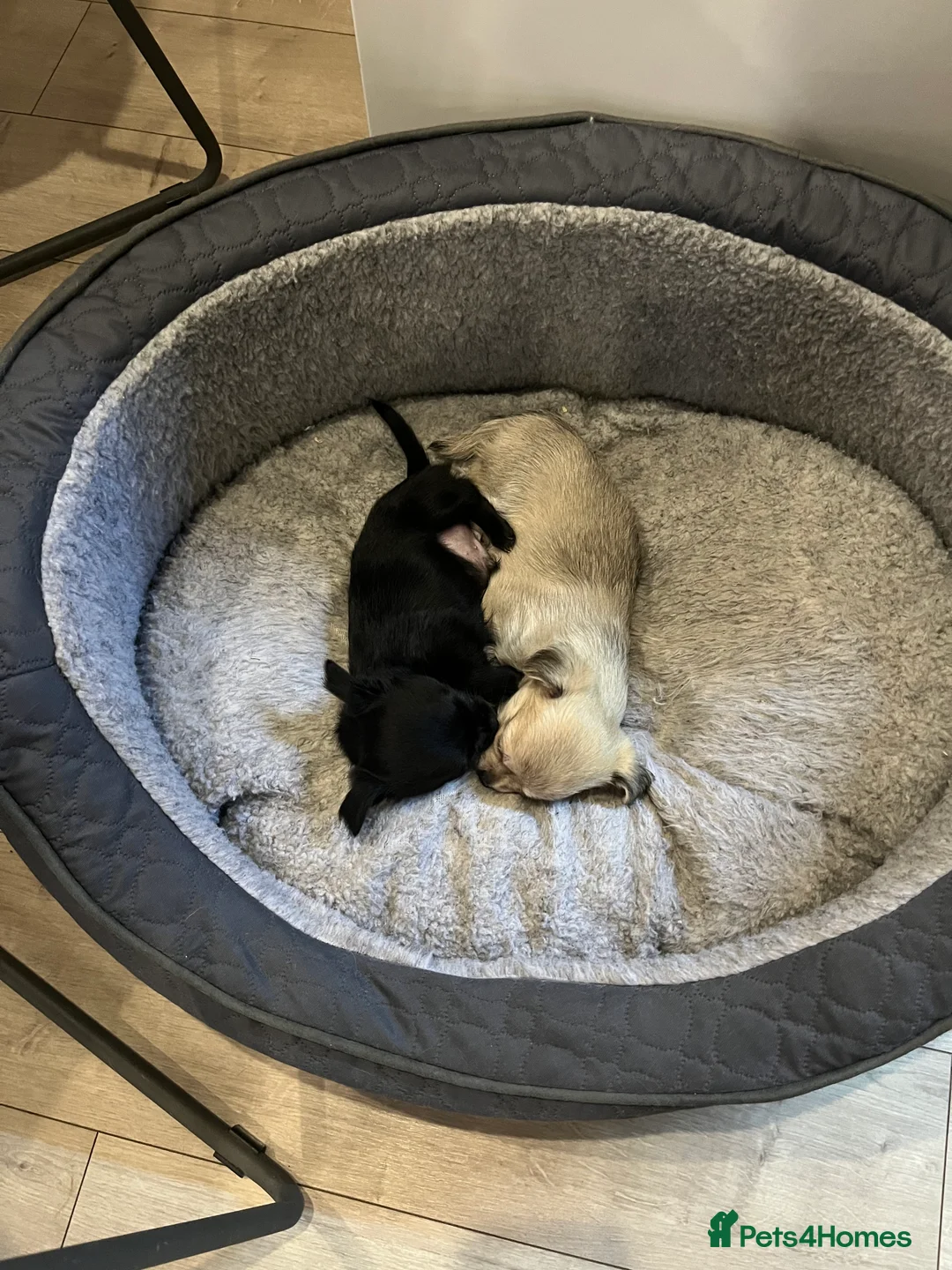 Mixed Breed dogs for sale: Malchi pups available  - Advert 25