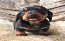 Miniature Dachshund dogs for sale: Stunning Miniature Dachshund Puppies - Image 11