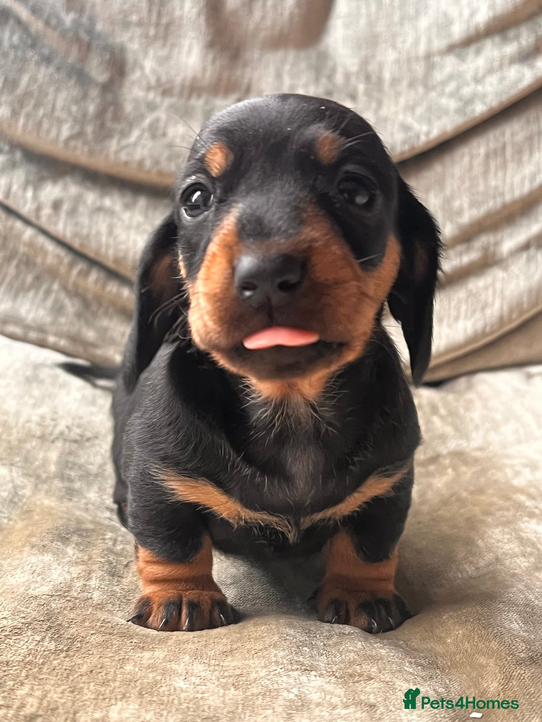 Miniature Dachshund dogs for sale: Stunning Miniature Dachshund Puppies - Image 11