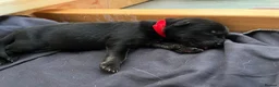 German Shepherd dogs for sale: beautiful shepkita puppies  - Advert 9