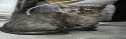 British Shorthair cats for sale: 3 gorgeous Kittens born to a BSH mother  - Advert 10