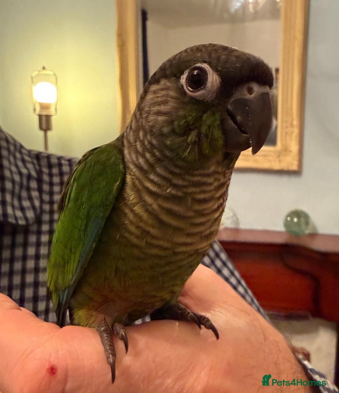 Conures birds for sale: Hand reared baby conures - Advert 3