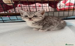 Scottish Fold cats for sale: 5 beautiful Scottish fold kittens  - Advert 5