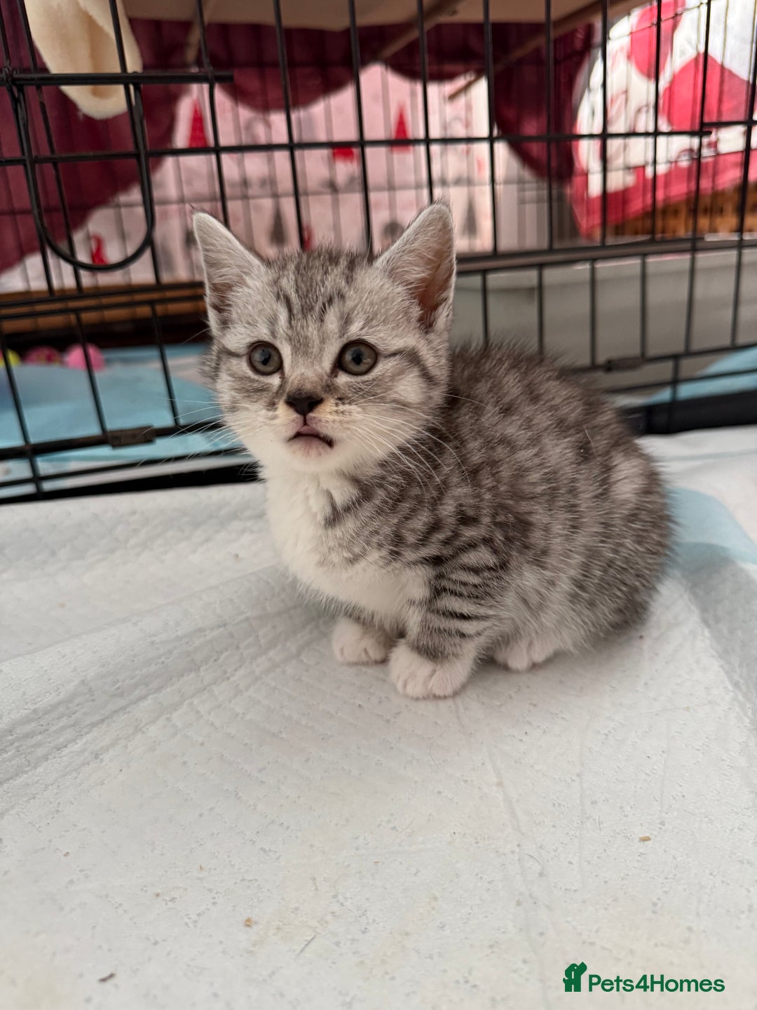 Scottish Fold cats for sale: 5 beautiful Scottish fold kittens  - Advert 5