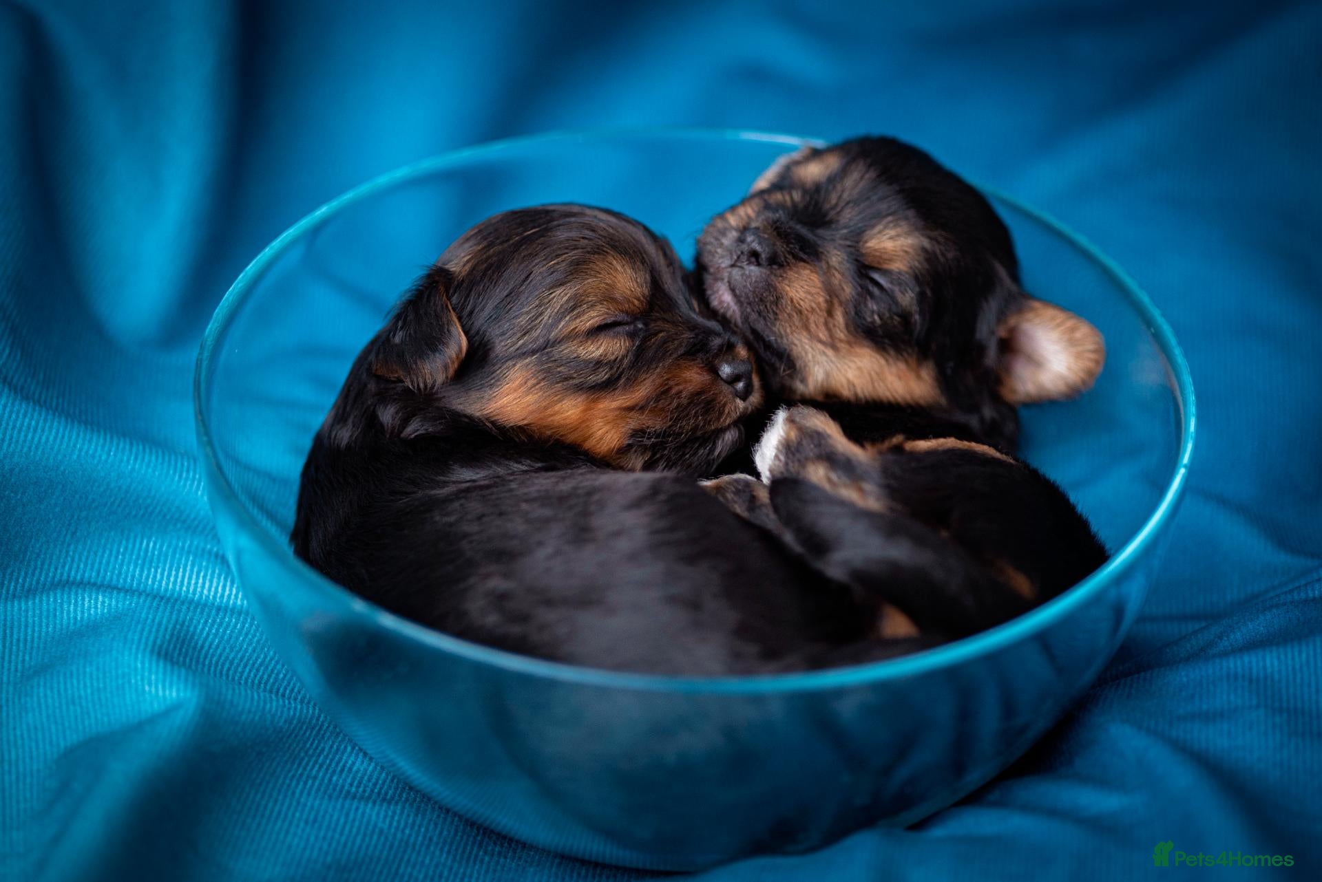 Yorkshire Terrier dogs The most adorable Yorkshire puppies  - Advert 12