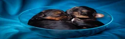 Yorkshire Terrier dogs for sale: The most adorable Yorkshire puppies  - Advert 1