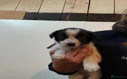 Border Collie dogs for sale: Border collie puppies  - Image 12