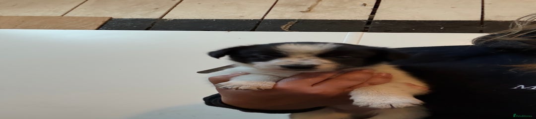Border Collie Puppy 1