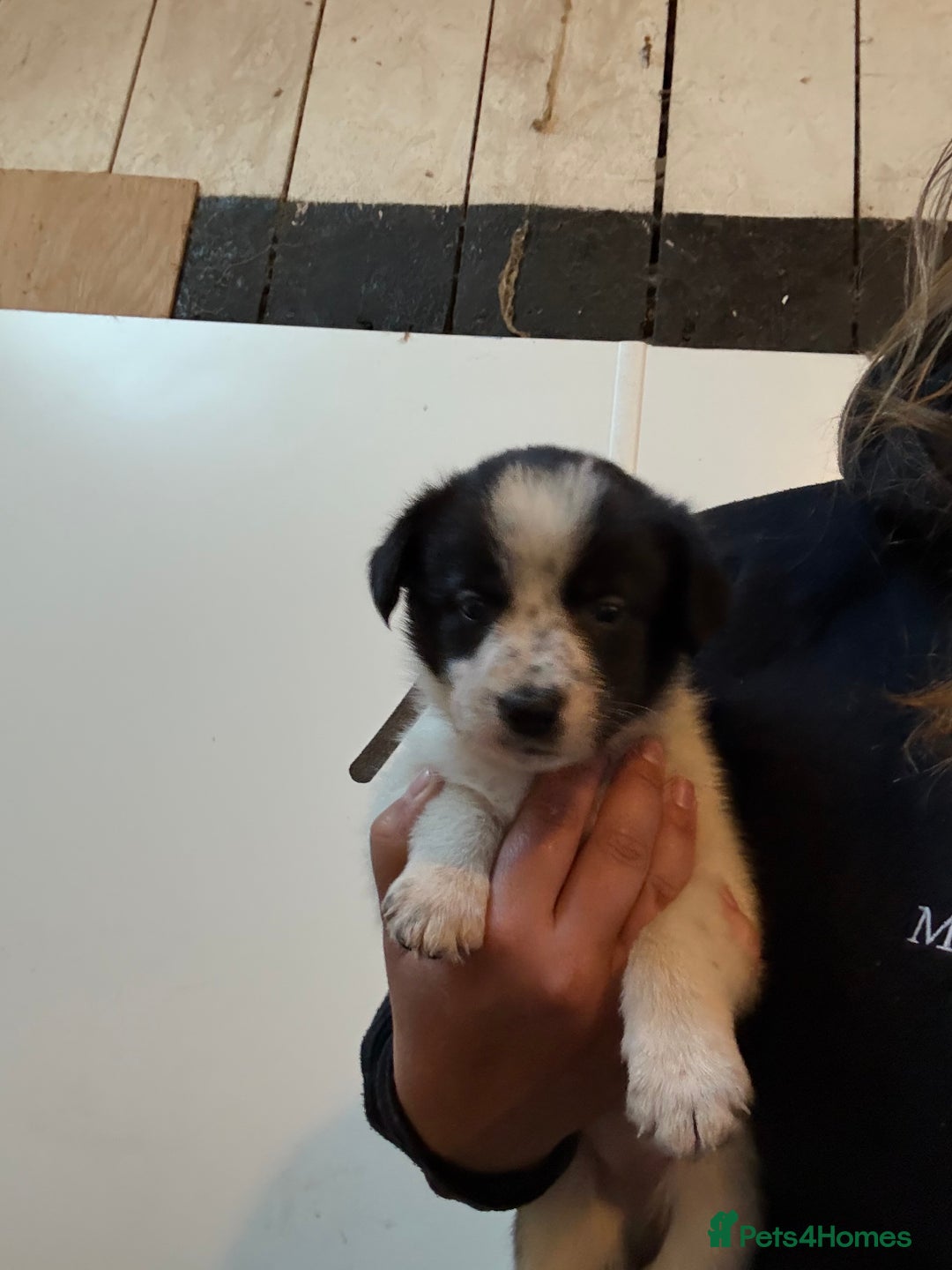 Border Collie dogs for sale: Border collie puppies  - Image 12
