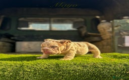 English Bulldog dogs for sale: 🔥 THE JACKPOT PUPPIES ARE HERE 🔥 - Image 8