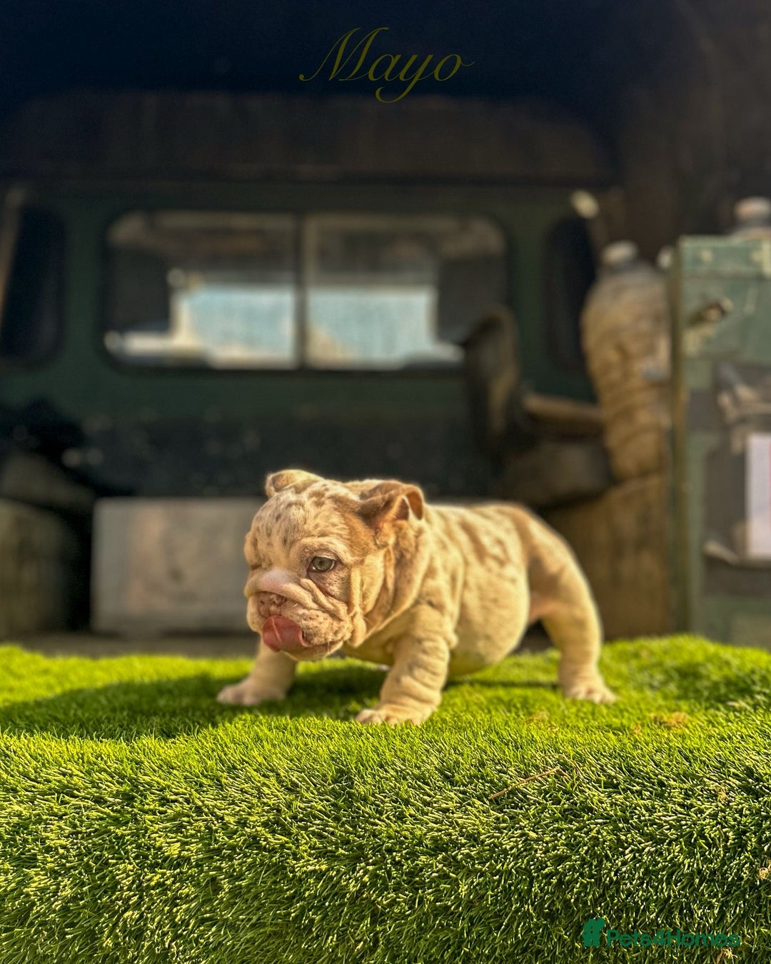 English Bulldog dogs for sale: 🔥 THE JACKPOT PUPPIES ARE HERE 🔥 - Image 8