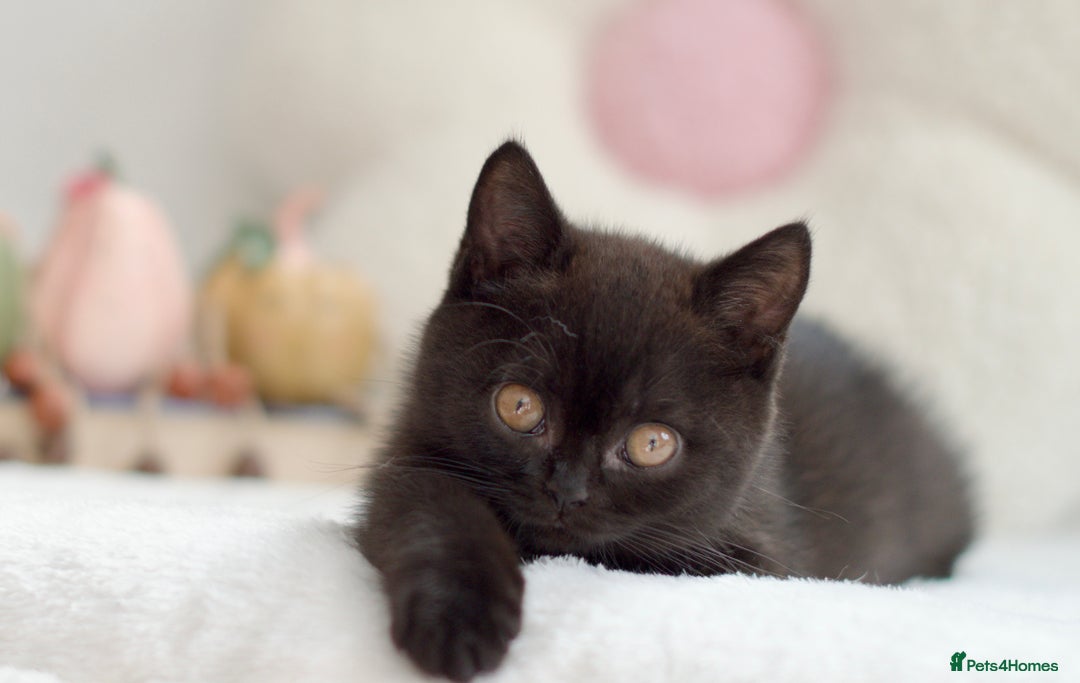 British Shorthair cats for sale: Beautiful BSH kittens 😻 - Image 7