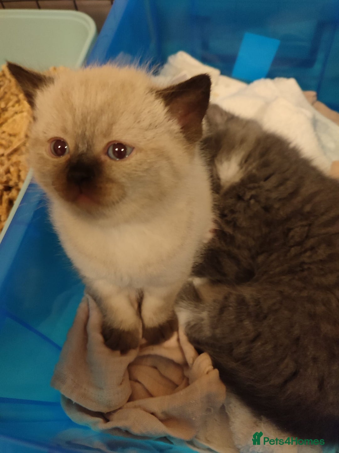 British Shorthair cats for sale: British Shorthair Kittens - Image 11