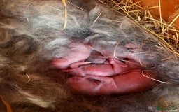 Mixed Breed rabbits for sale: Rabbits for adoption - Image 3