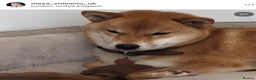 Japanese Shiba Inu dogs for sale: KC registered Clear DNA red Shiba Inu male puppy  - Advert 2