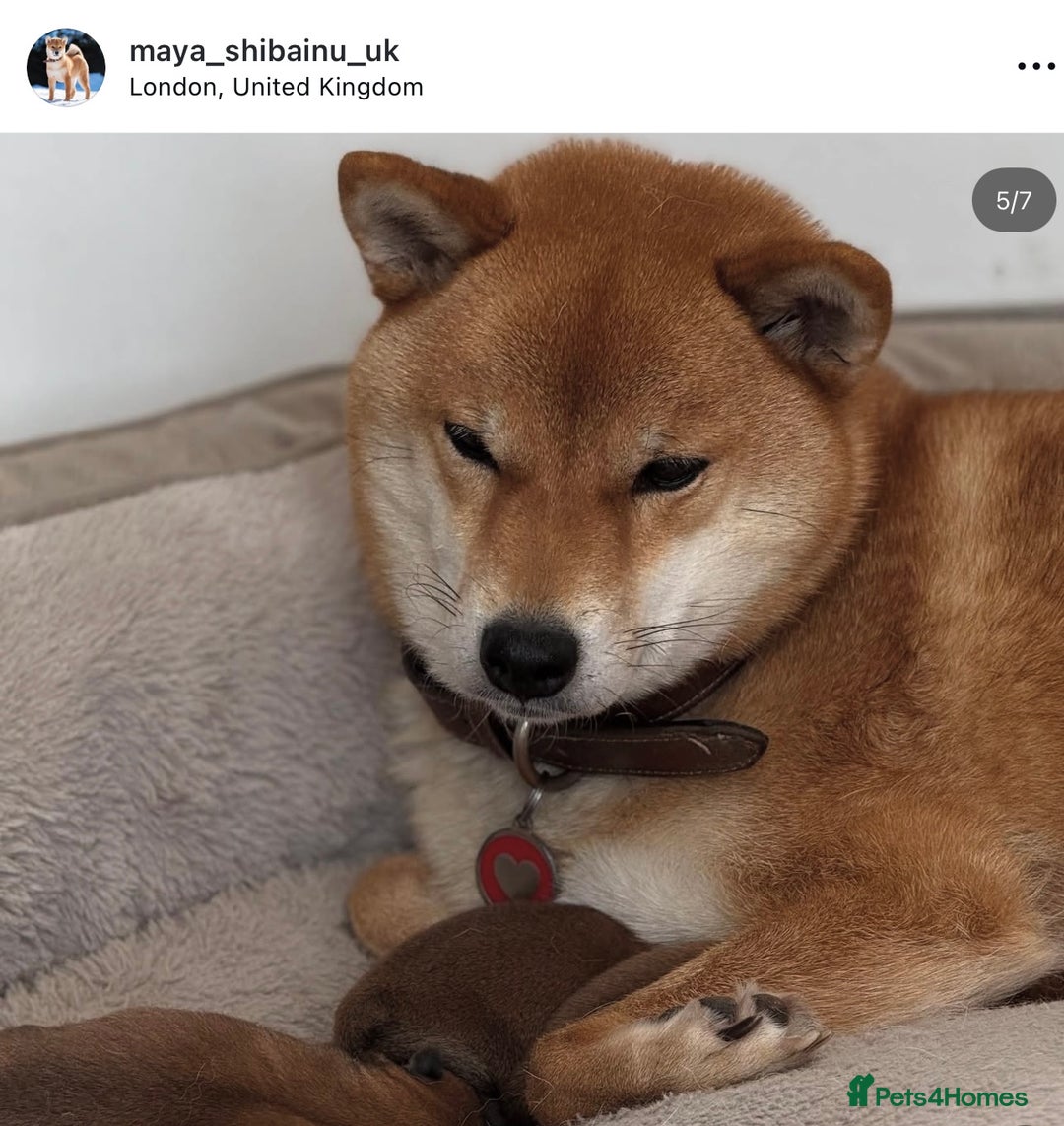 Japanese Shiba Inu dogs for sale: KC registered Clear DNA red Shiba Inu male puppy  - Advert 2