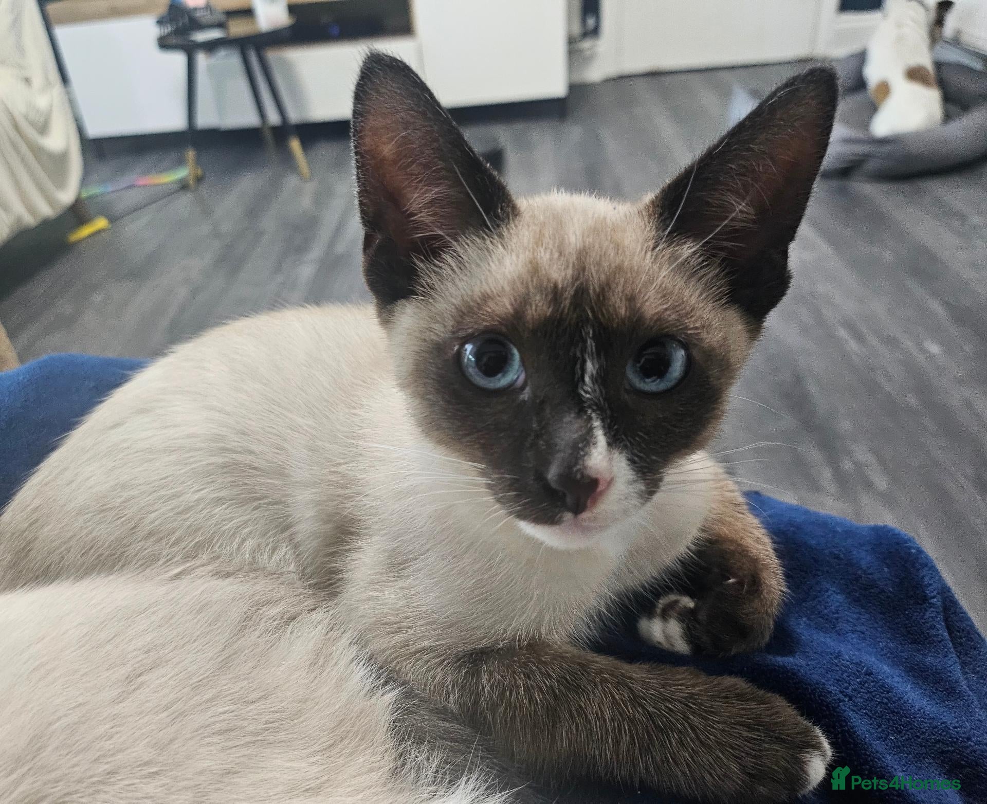 Snowshoe cats Rare pedigree snowshoe kittens - Advert 2