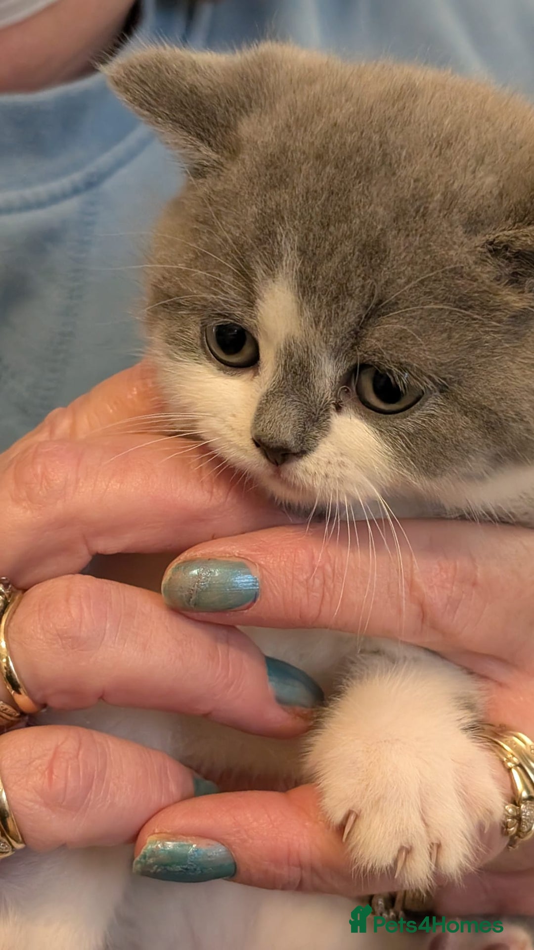 British Shorthair cats for sale: Stunning pedigree British short hair kittens  - Advert 22