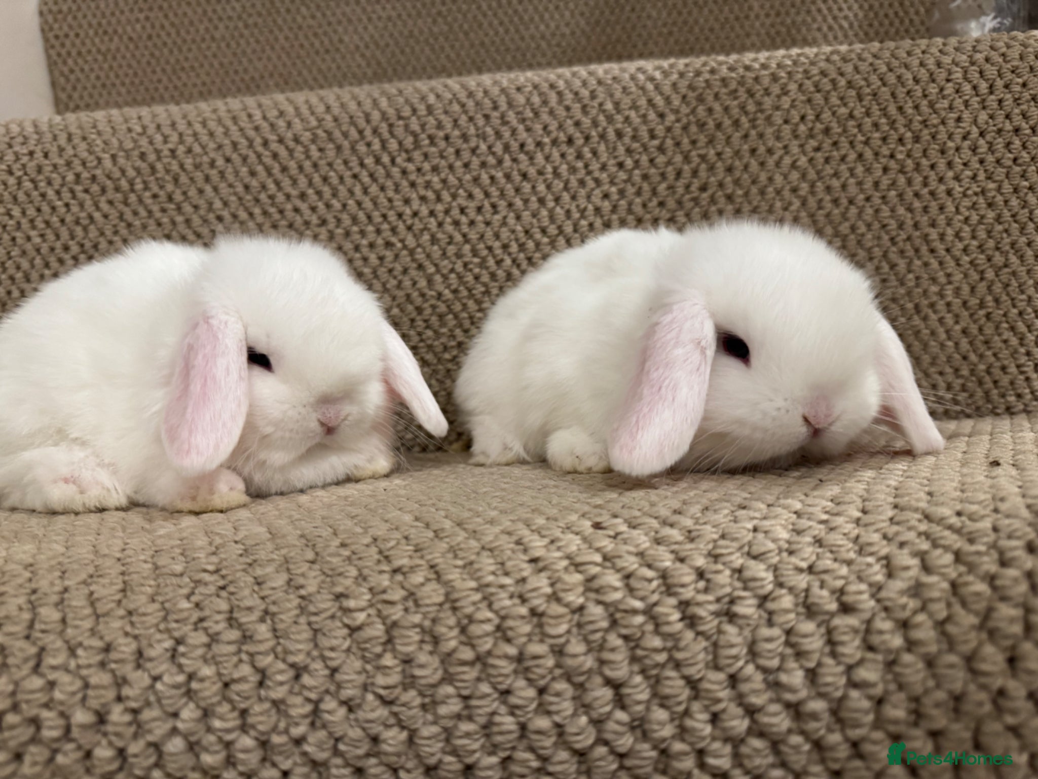 Mini Lop rabbits 🐰x2 Pure bred blue eyed white mini lops🐰 - Advert 1