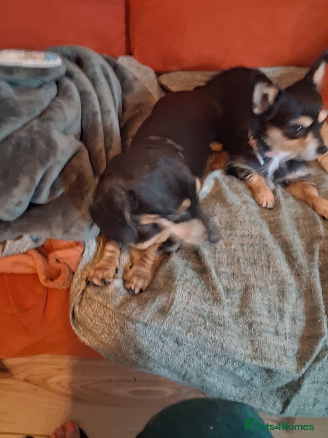 Miniature Dachshund dogs for sale: 2 mini daschunds Brother & Sister - Image 2