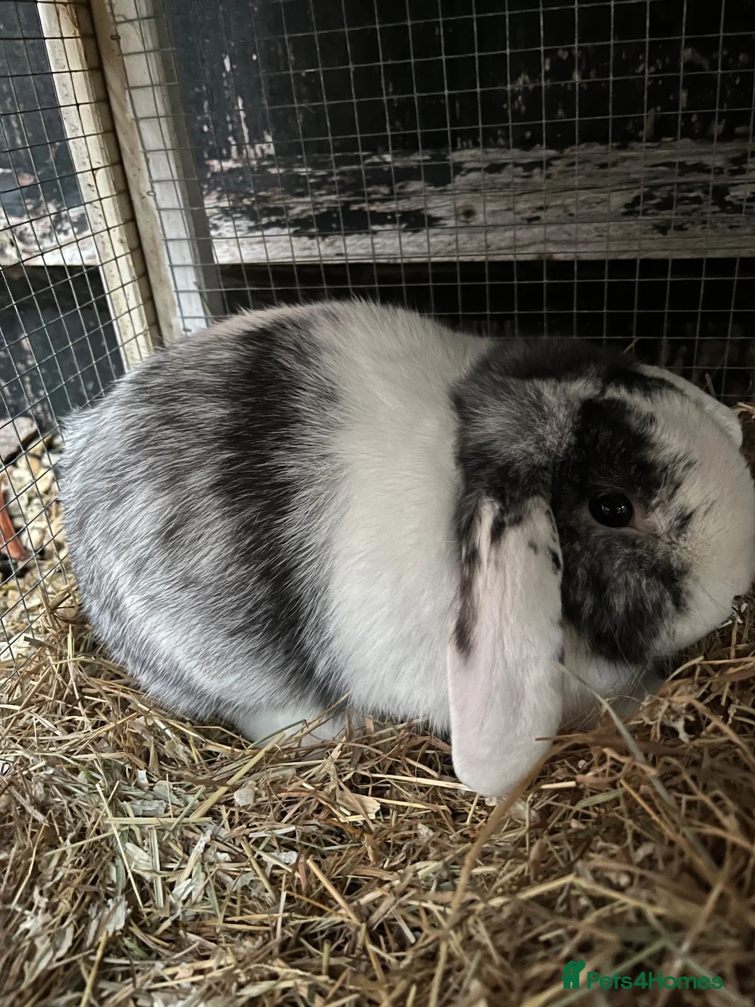 Mixed Breed rabbits for sale: Rabbit - Advert 1