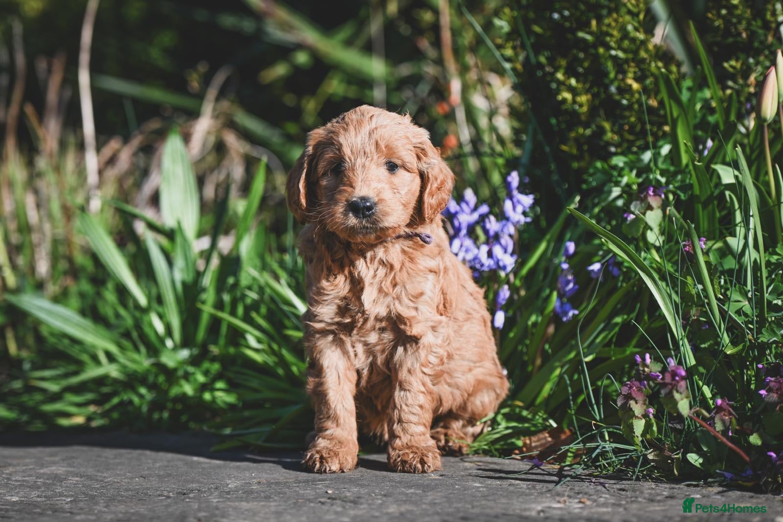 Mini Goldendoodle dogs BEAUTIFUL MINI GOLDENDOODLES  - Advert 1