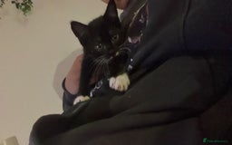 Domestic Shorthair cats for sale: Kitten for sale - Image 3