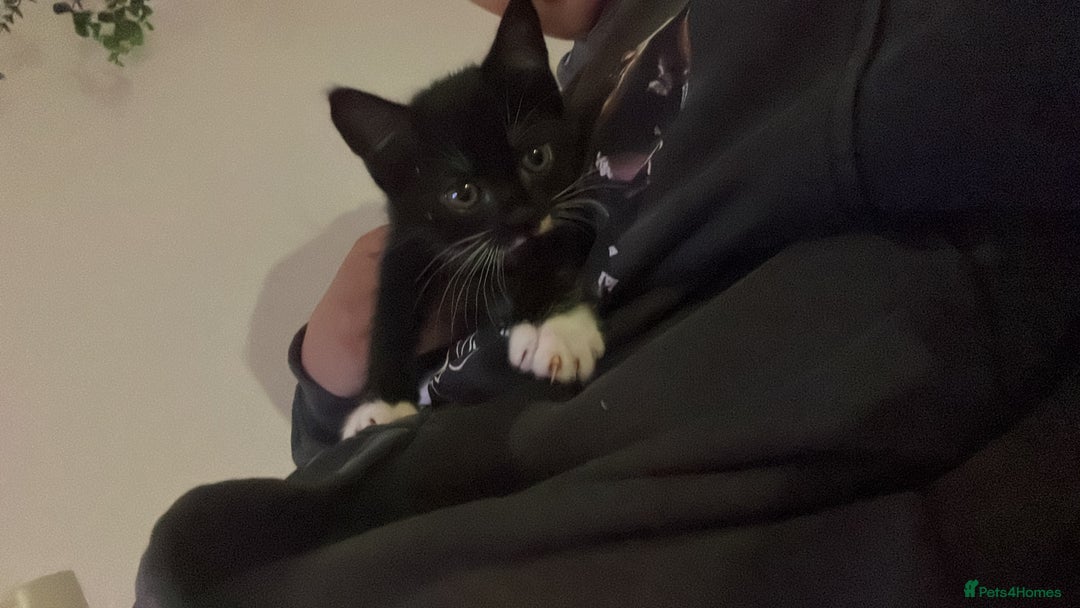 Domestic Shorthair cats for sale: Kitten for sale - Image 3